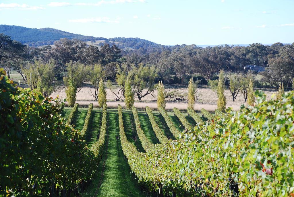 Mayfield Vineyard Orange Extérieur photo