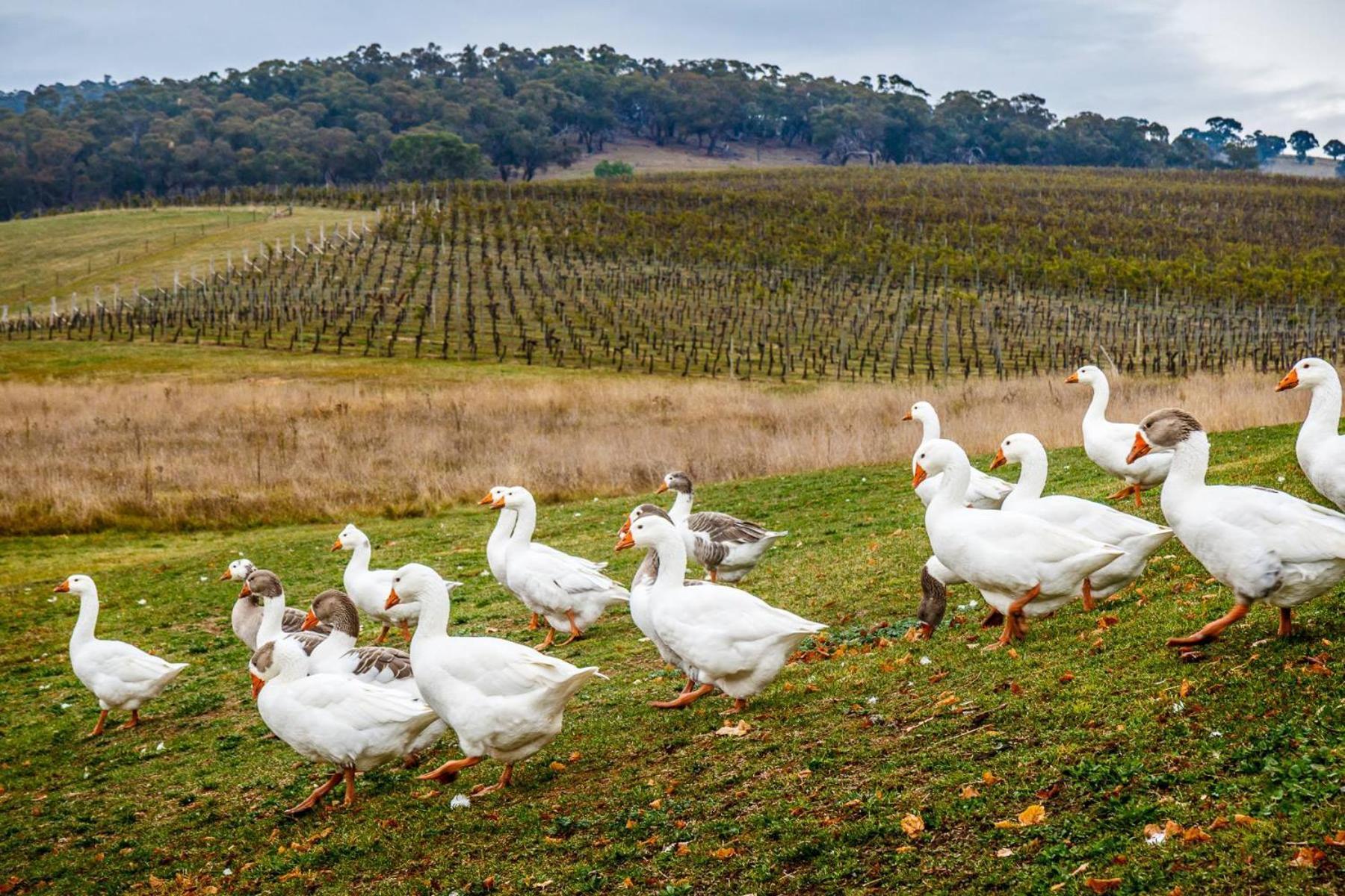Mayfield Vineyard Orange Extérieur photo