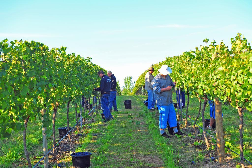 Mayfield Vineyard Orange Extérieur photo