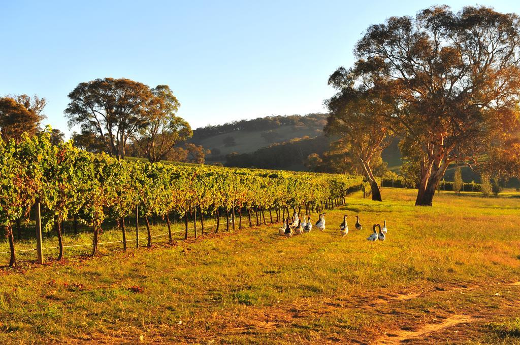 Mayfield Vineyard Orange Extérieur photo