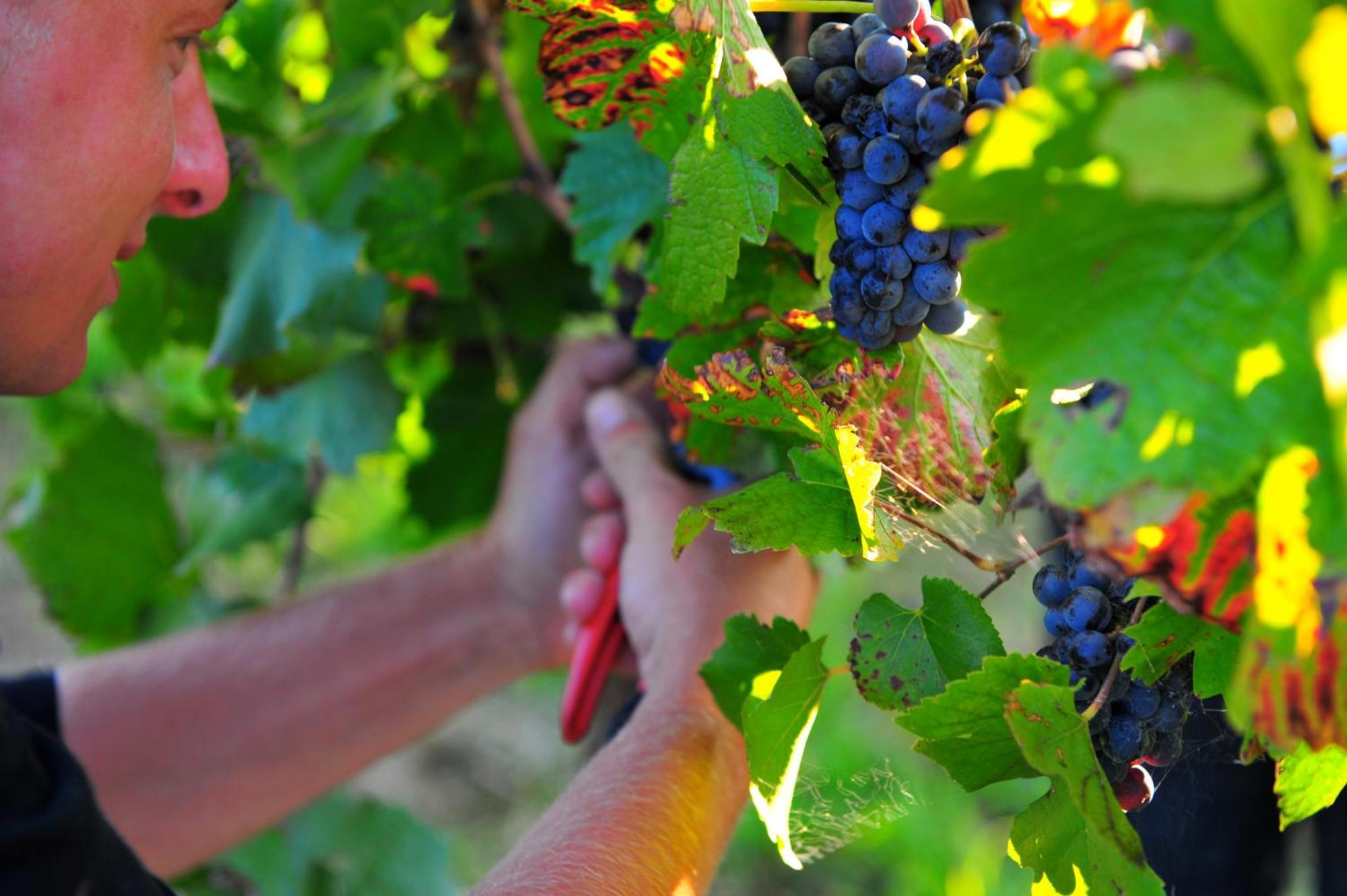 Mayfield Vineyard Orange Extérieur photo