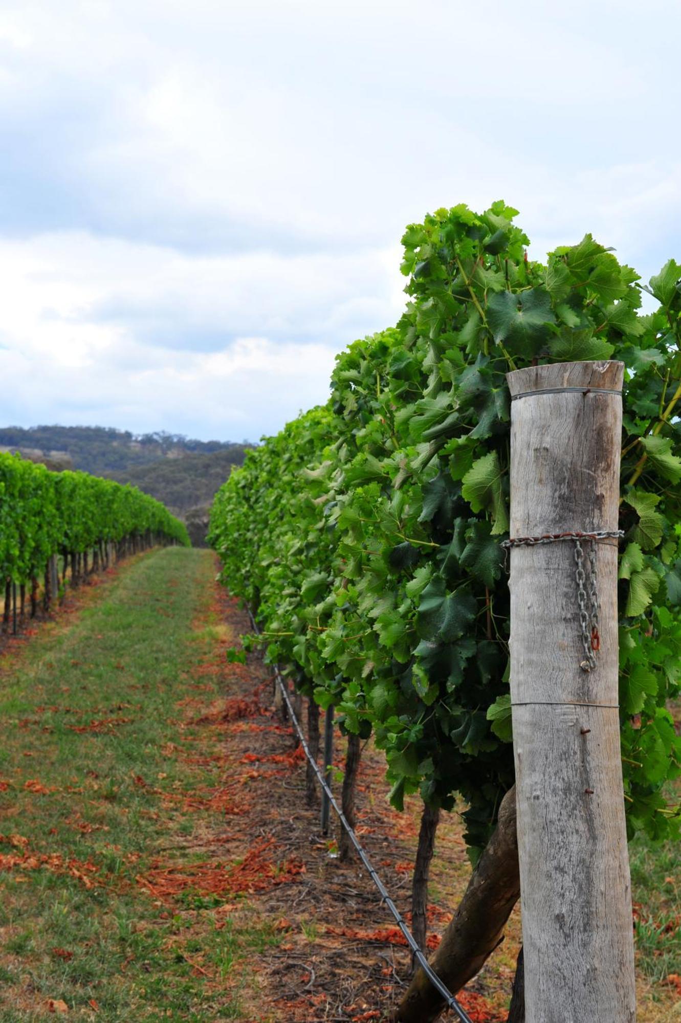 Mayfield Vineyard Orange Extérieur photo